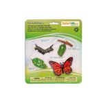Ciclo de la vida mariposa