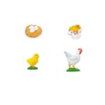 Ciclo de vida de la gallina