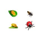 Ciclo de vida de la mariquita