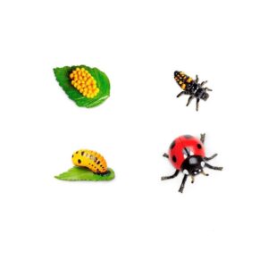 Ciclo de vida de la mariquita