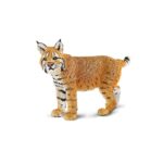 Lince