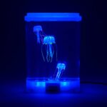 Tanque de medusas con luz ultravioleta. Pecera, acuario