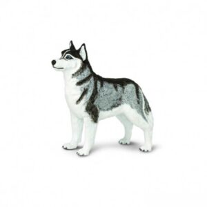 Perro husky siberiano mundo safari