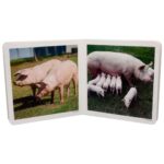Libro de cartoné con imágenes de animales en familia nowordbooks fotografías