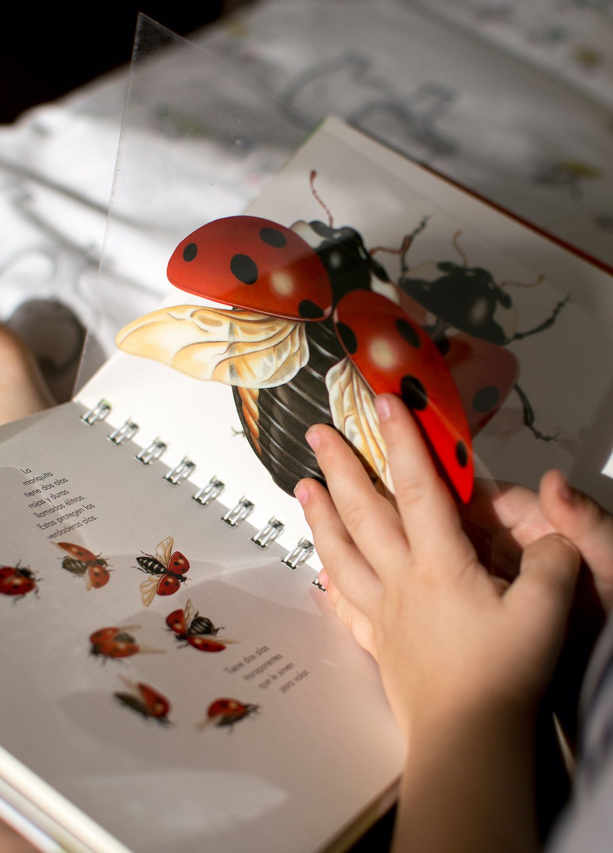 insectos-6