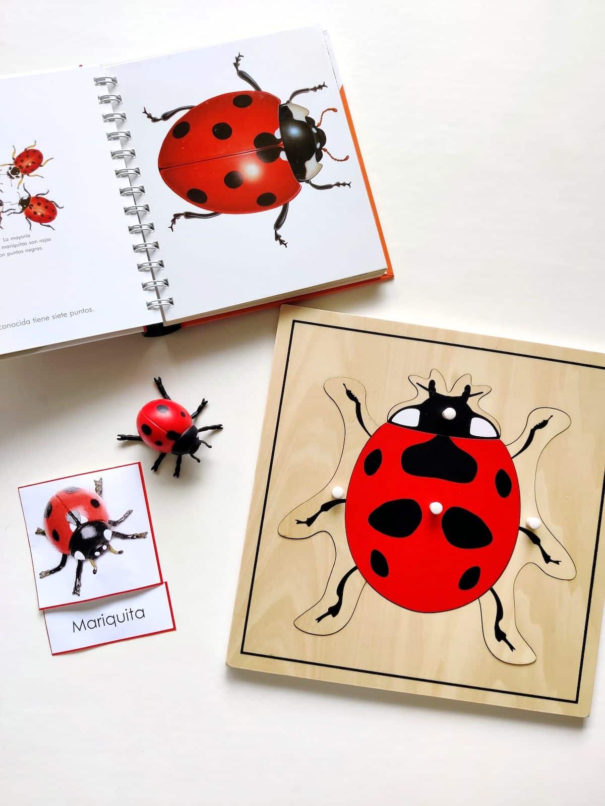 puzzle Montessori mariquita
