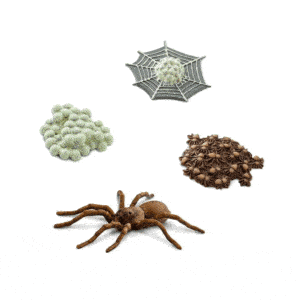 Ciclo de vida de la araña
