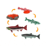 Ciclo de vida del salmón