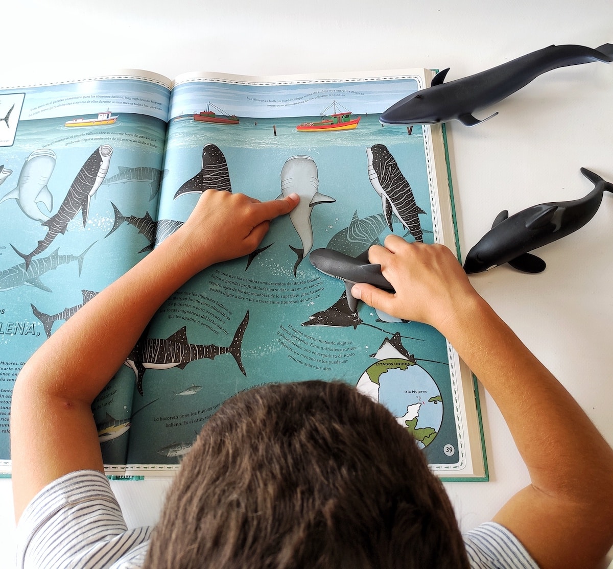 oceanos-animales, libro