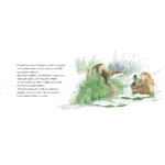 libro El pequeño castor