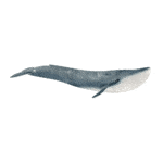 ballena azul