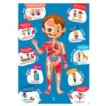 puzzle de 60 piezas del cuerpo humano y 10 piezas de madera encajables de diferentes partes del cuerpo