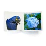 libro de fotografías de imágenes reales de elementos de color azul