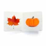 libro de fotografías de imágenes reales del elementos de color naranja