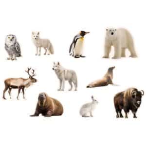 Imanes de bambú Animales polares, 10 piezas