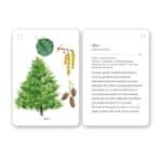 imagen de una de las cartas con un árbol