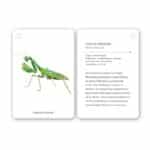 imagen de una de las cartas con la mantis religiosa
