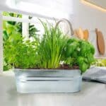 imagen de las plantas del Kit de cultivo de hierbas para cocinar en cuenco de metal