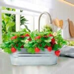 imagen del Kit de cultivo de fresas en cuenco de metal