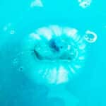 imagen de la bomba azul