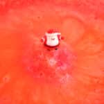 imagen de la bomba roja con papá noel