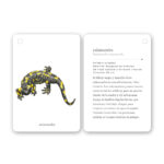 imagen de la ficha de la salamandra de Fíjate Reptiles y Anfibios Guía para iniciarse en la observación de la naturaleza