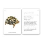 imagen de la ficha de la tortuga mediterránea de Fíjate Reptiles y Anfibios Guía para iniciarse en la observación de la naturaleza