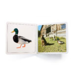 imagen del interior del Libro de fotografías ¿Dónde está en la granja? de Nowordbooks