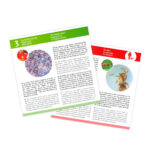 imagen de las tarjetas explicativas de las Láminas para microscopio de bolsillo de Buki