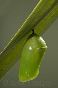 Capullo